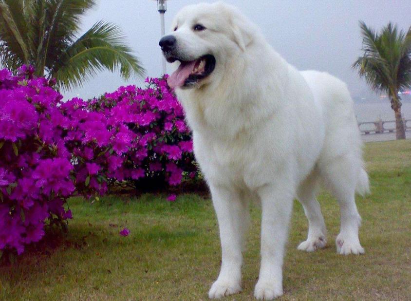 不被禁养的又聪明又护主的狗,哪种狗好养通人性保护主人