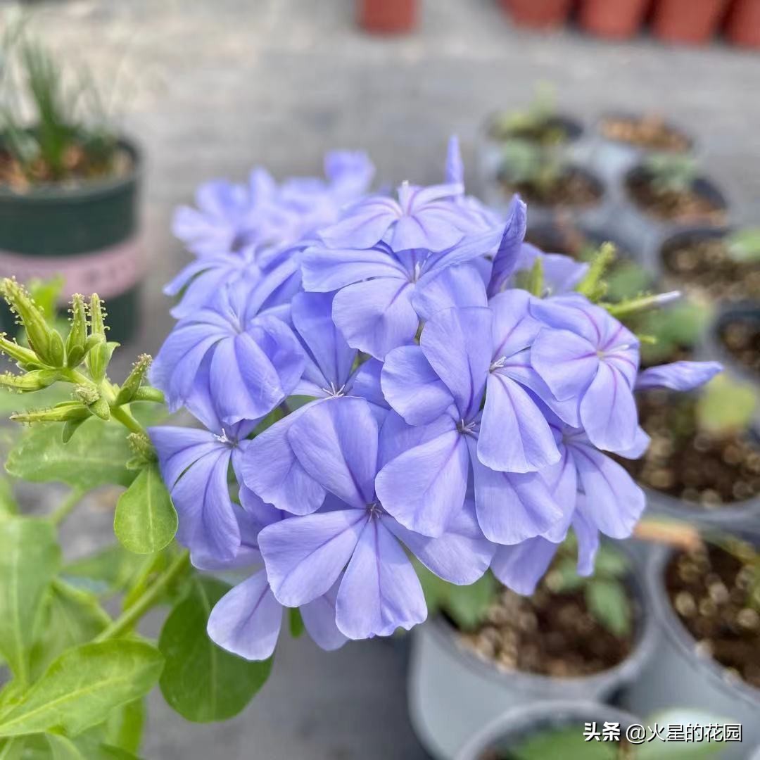 夏天植物闷根咋办,盆栽闷根怎样处理
