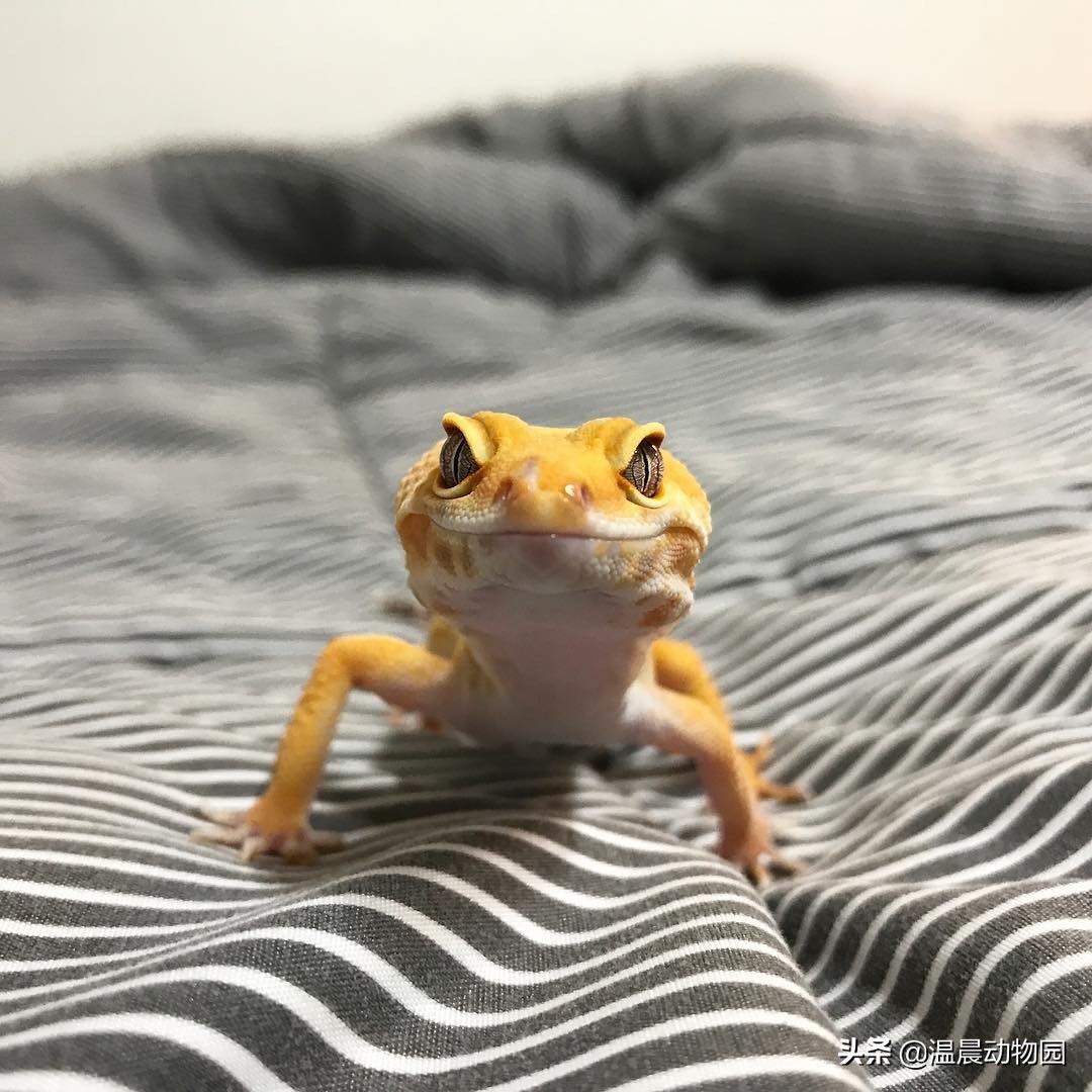 豹纹守宫为什么长得像别的蜥蜴,豹纹守宫蜥蜴到底有多聪明