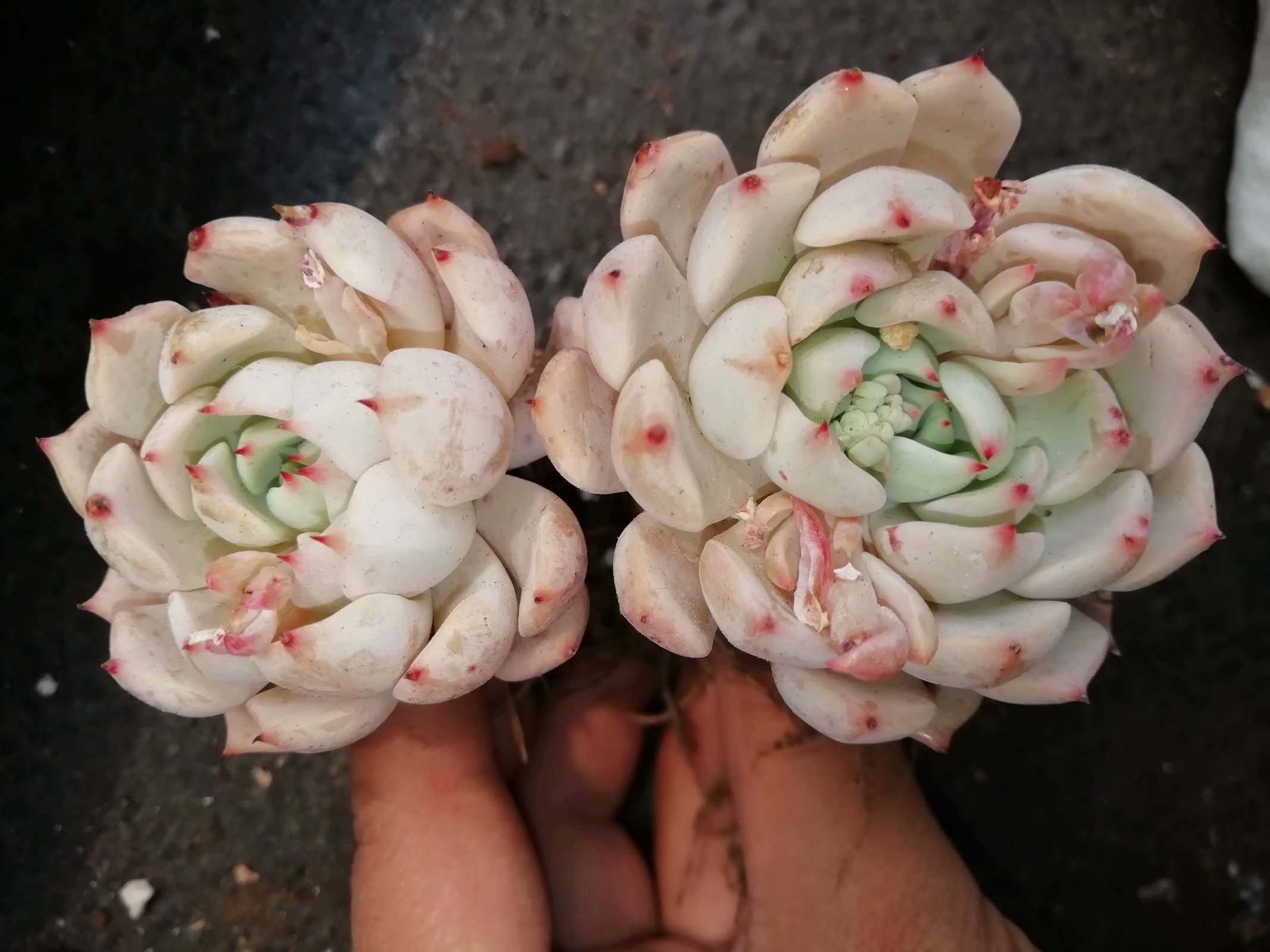 多肉养出状态来有多美?这102种多肉控养上色之后美呆了