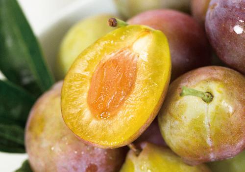 西梅树的种植方法和注意事项,西梅在我国哪些地方适合种植