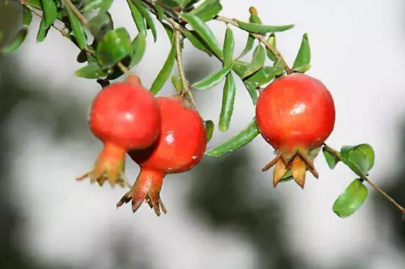 石榴籽和石榴哪个营养价值高,又到了吃石榴的季节的视频