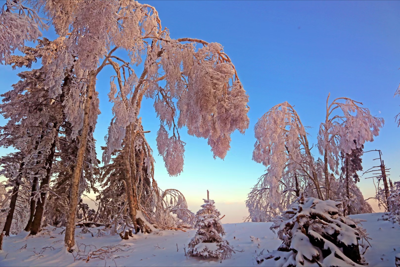 熊出没大冒险熊二被带走后续,长白山猎熊历险记16