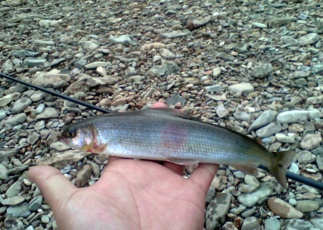 阿勒泰地区，追寻这种冷水溪流中的精灵“花翅子”现在已经禁钓