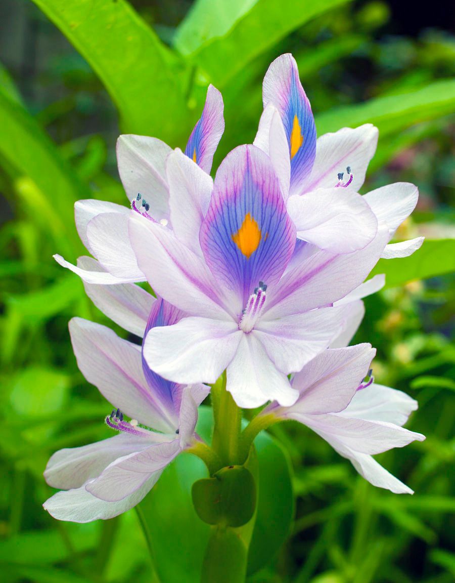 100种常见观叶植物图鉴史上最全,农村常见的100种植物