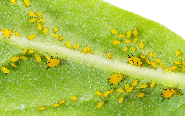 效果好的治蚜虫方法,治蚜虫哪些药速效性好