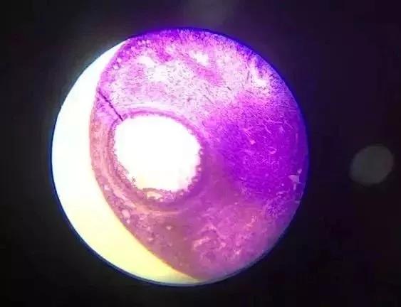 儿童显微镜下的微观世界,便携式儿童显微镜萌趣多