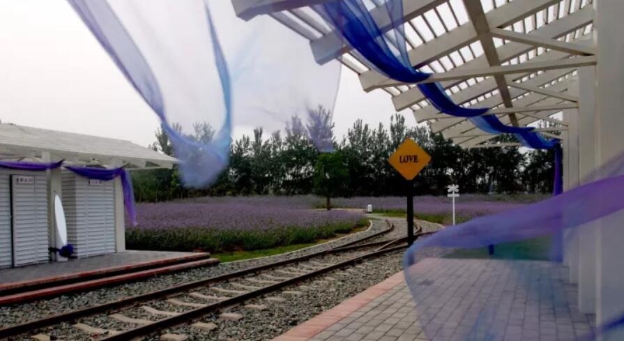 去薰衣草庄园来一场梦幻之旅,推荐一个好地方薰衣草庄园