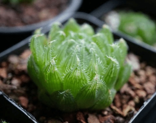 多肉樱水晶怎么养,多肉樱水晶长得很开是怎么回事