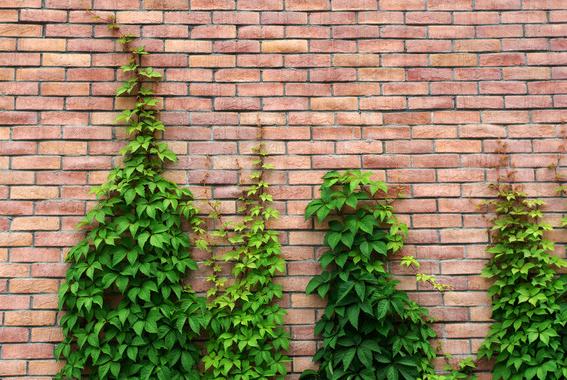 曾是高架桥下的常客，如今已“爬”满全城，爬山虎不会腐蚀建筑吗