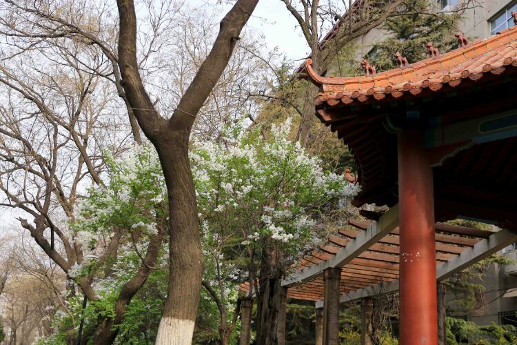 百年山东看青岛千年齐鲁逛青州,山东大学趵突泉景区