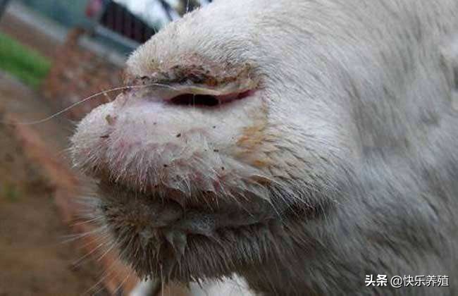 羊口疮和口蹄疫,羊口蹄疫和羊口疮有什么区别