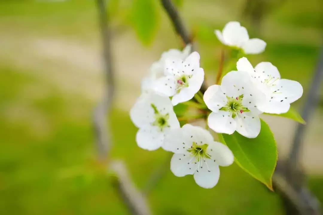 一杯杏花酒满盏思故人作者,一杯杏花酒满盏思故人图片