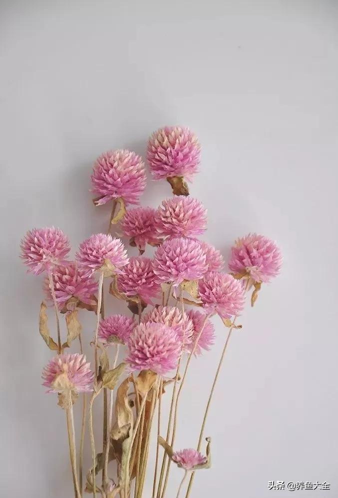 8种能做干花的鲜花，男朋友送的花就这么做
