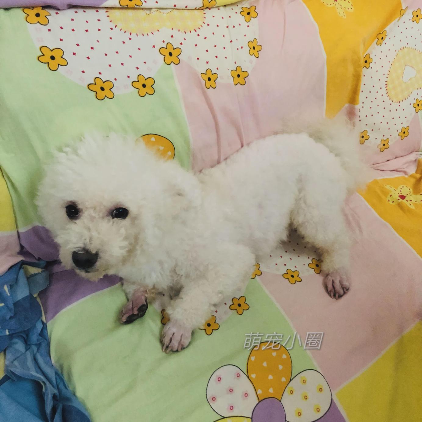 带比熊去做美容，它死活不肯给剪毛发，了解原因后，我被感动哭了