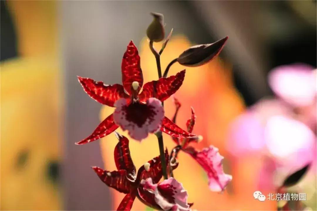 美美美！海淀这个地儿，万株兰花惊艳来袭，你招架的住吗？