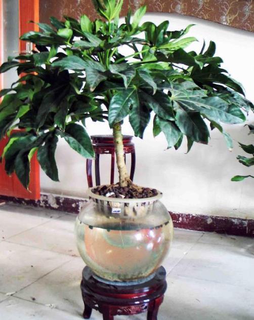 八角金盘是有害植物吗,八角金盘有毒吗视频