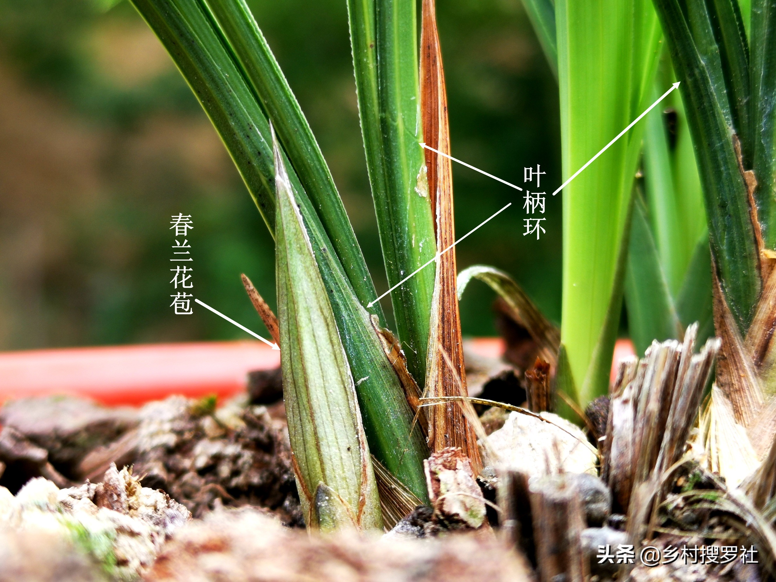 兰花怎么看是壮苗还是粗苗,怎么让兰花快速生根发芽成壮苗