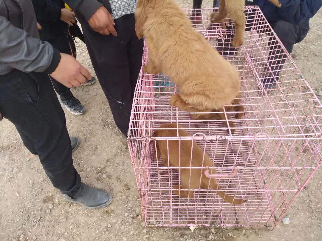 狗市场金毛幼犬出售,狗市商贩卖金毛