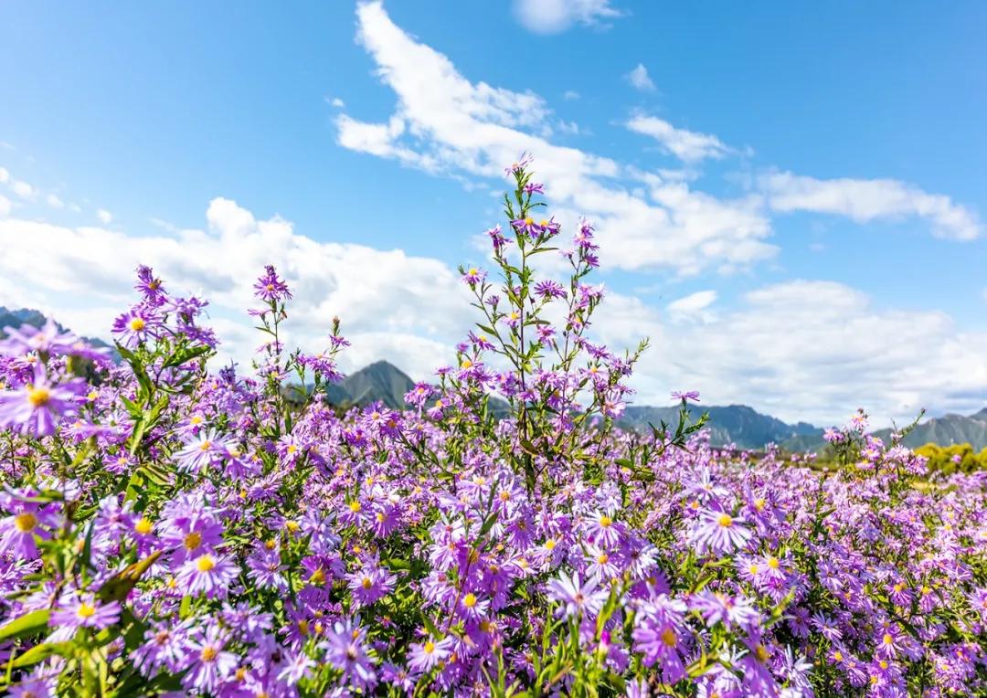 人间最美的旅游地,人间最美四月天去哪里玩