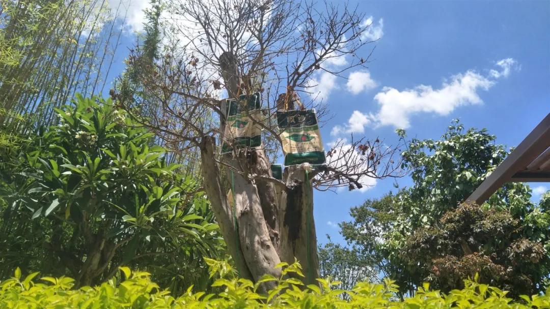 福建莆田公园有梧桐树吗,莆田的公园在哪里