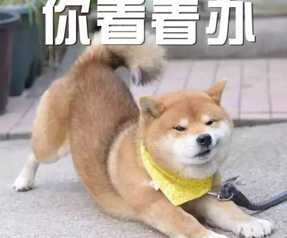 狗狗第一次洗澡的注意事项,狗狗洗澡注意事项和禁忌