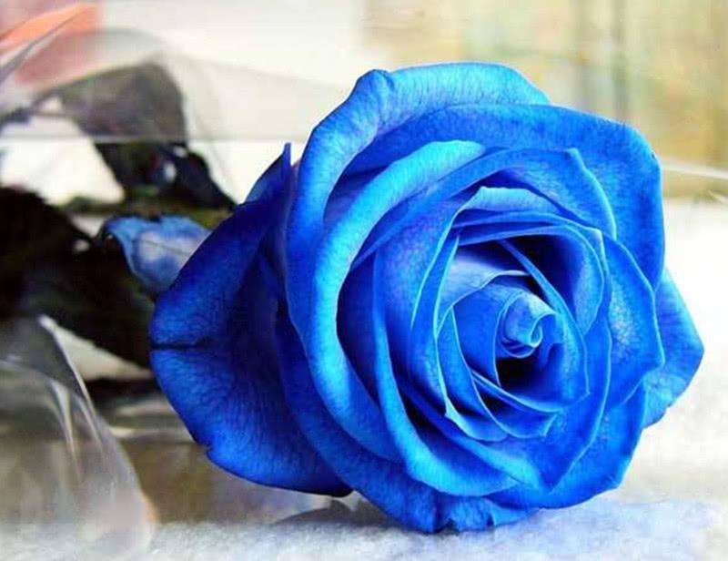 红颜知己和蓝颜知己怎么解释,蓝颜知己和情人有什么分别吗