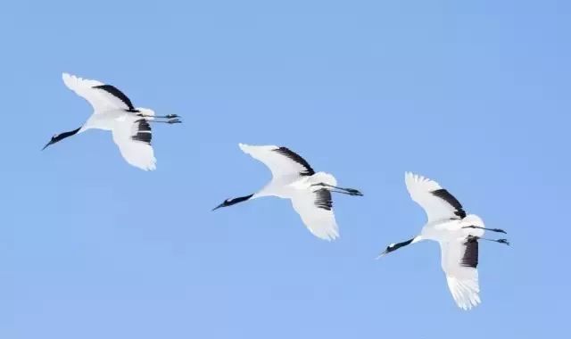 丹顶鹤的忠贞,丹顶鹤浪漫忠贞