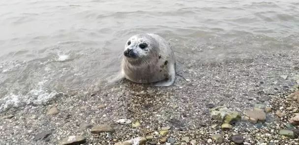 大连斑海豹保护区,盘锦斑海豹自然保护区