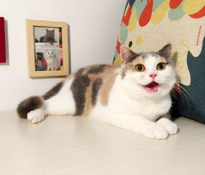 猫咪在家乱撒尿怎么办,猫咪乱撒尿打它有用吗