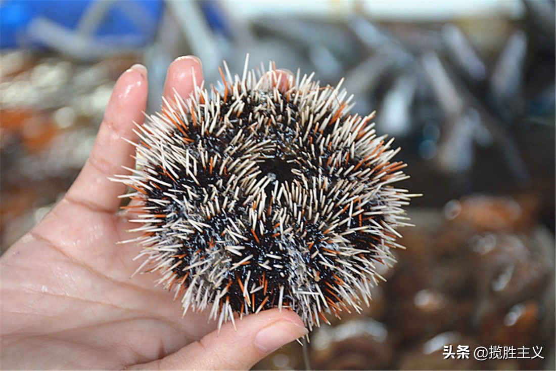 2019三亚海鲜广场,三亚火车头万人海鲜广场海鲜种类