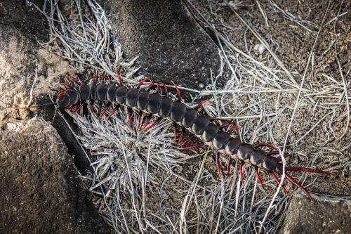 该如何养殖蜈蚣呢视频播放,有什么好方法能预防蜈蚣进房间