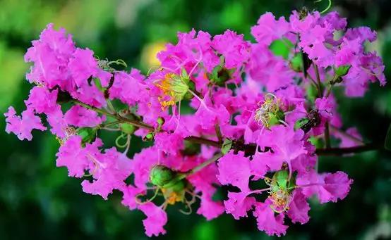 你是哪天出生的对应哪种花,你是几月份的花就是几月份的命