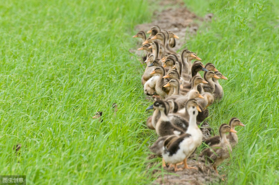 如何降低鸭子饲养成本,养鸭子喂什么成本才会低