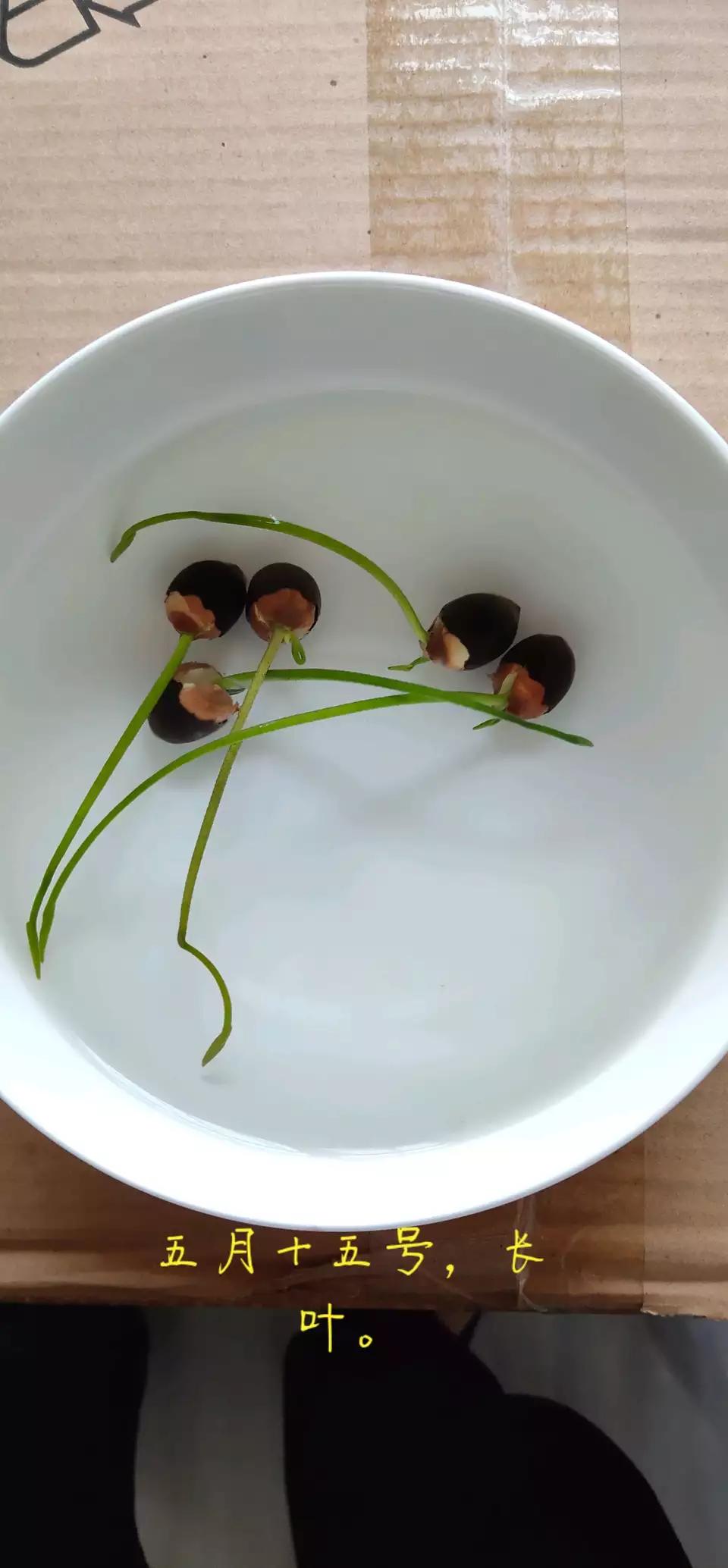 用种子栽培碗莲成长日记,碗莲与鱼在缸中栽培方法