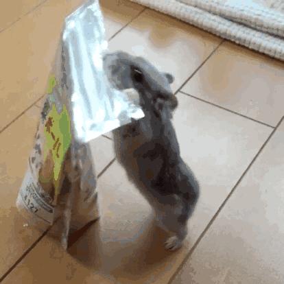 养仓鼠大概两年要花多少钱,养仓鼠要花多少钱需要准备什么