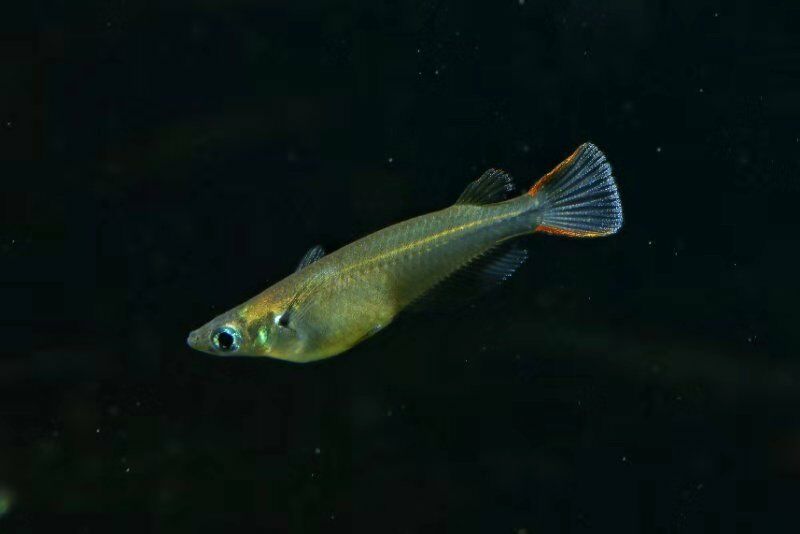 鱼缸养什么淡水小型观赏鱼好养活,石头造景原生缸小型观赏鱼