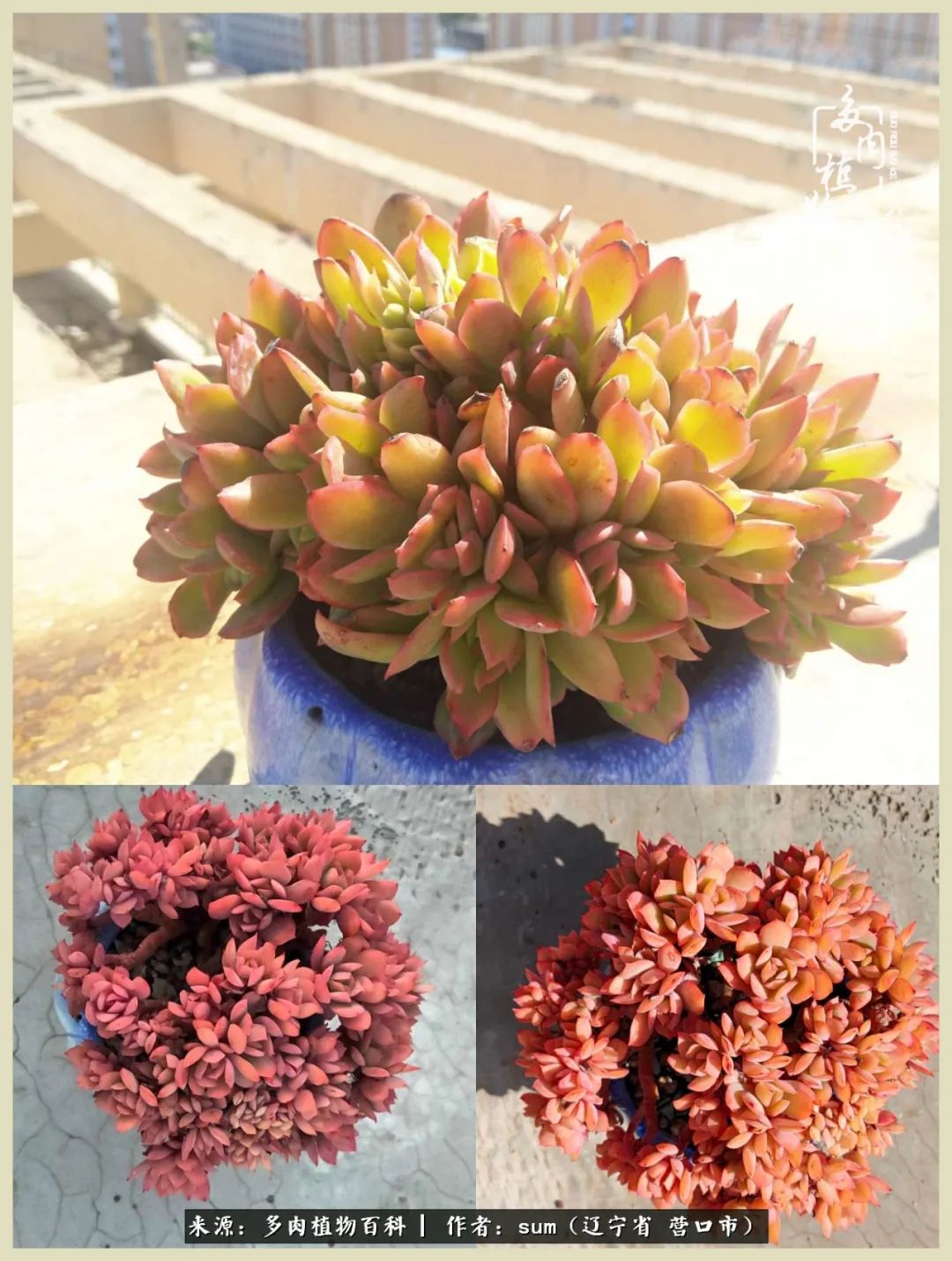 养多肉是一个很治愈的过程,养多肉是一种爱