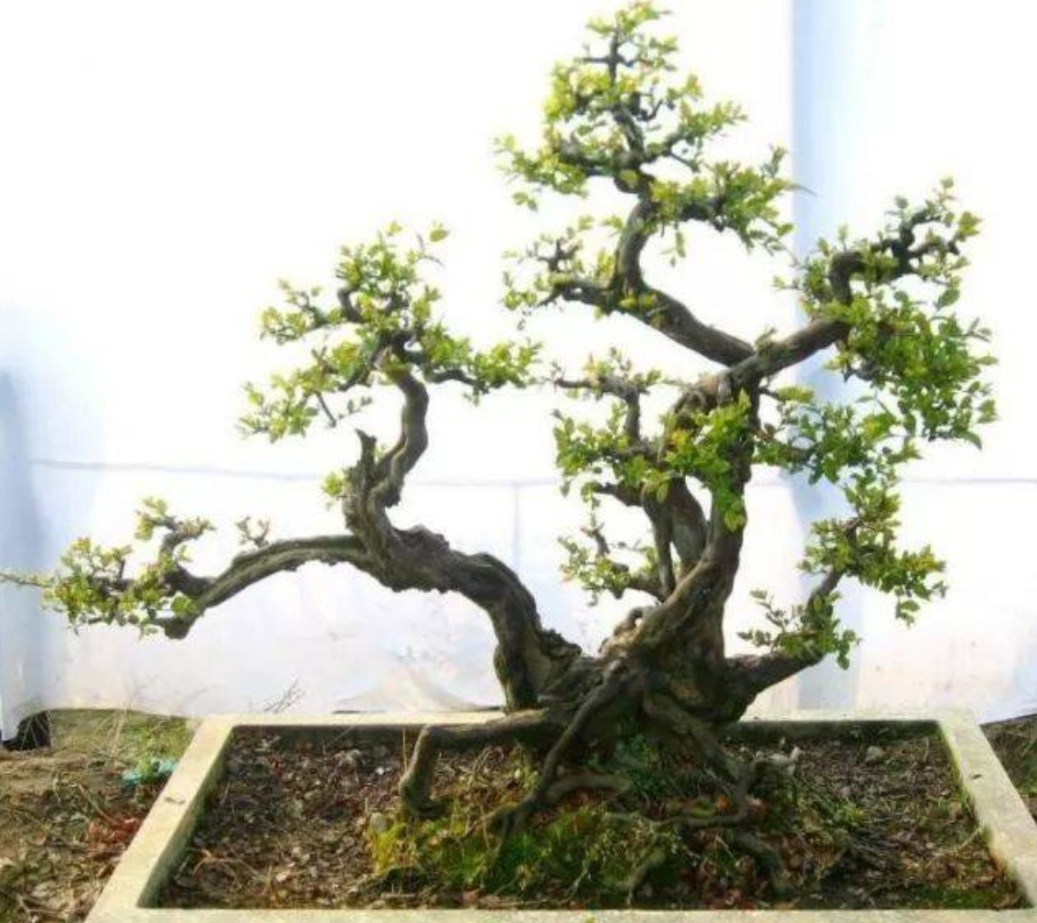 榆树疙瘩怎么制作盆景,榆树老桩丛林式盆景制作