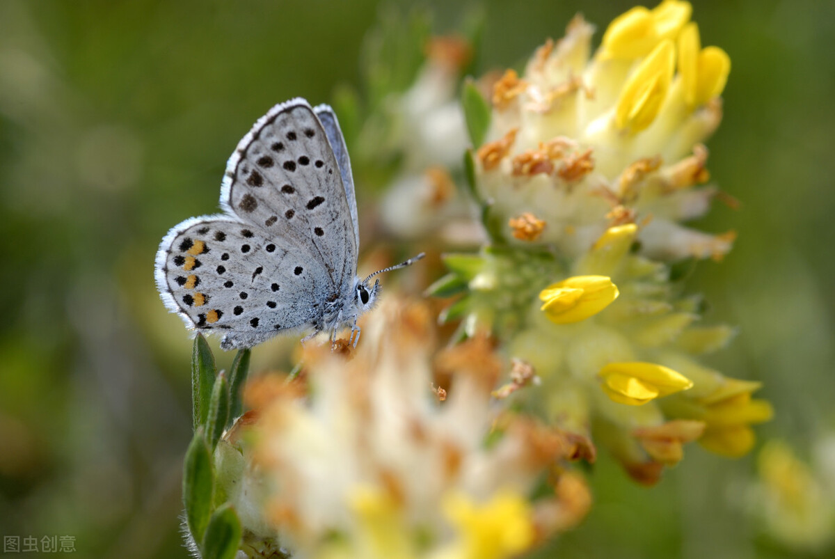 1月至12月生日花的花语,什么花语是祝福生日快乐的花