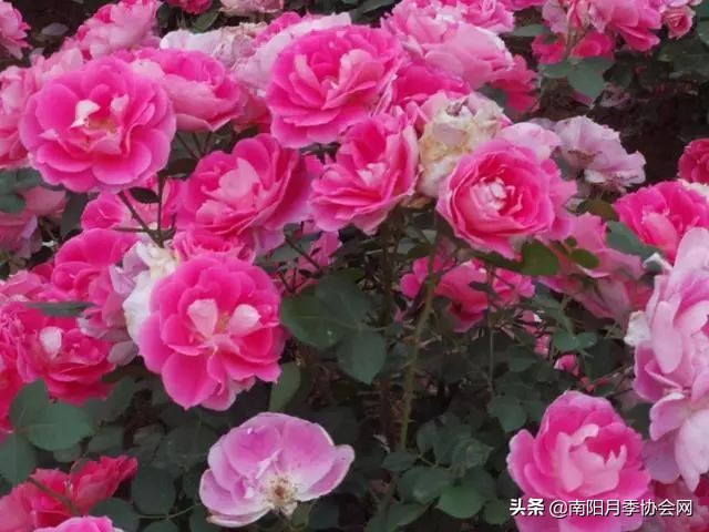 南阳月季欣赏的地方,南阳大月季