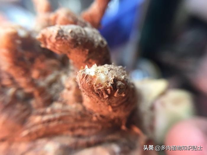 仙人掌什么情况下修根,怎么给仙人掌修形