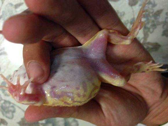 虫见愁蓟马药,牛蛙红腿病