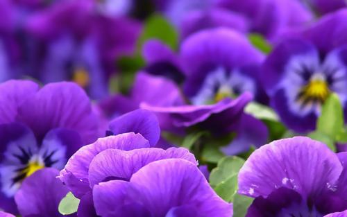 十二星座幸运花水瓶座,十二星座幸运花幸运宝石