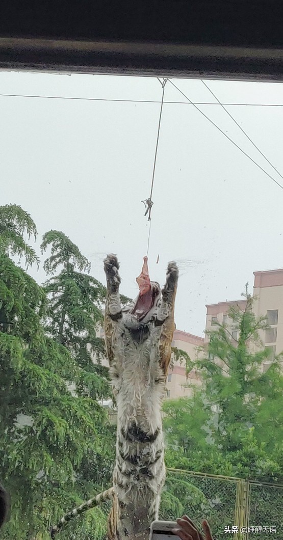 上海浦东森林野生动物园,上海野生动物园65岁以上免票吗