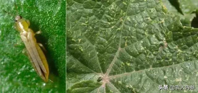 瓜类蔬菜主要病虫害识别与防治,瓜果蔬菜防虫害知识