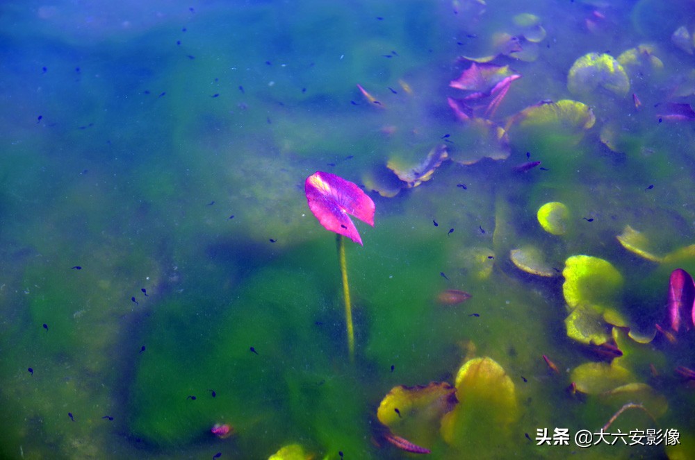 惊蛰到万物生儿歌,惊蛰到春雷响大地万物齐生长儿歌