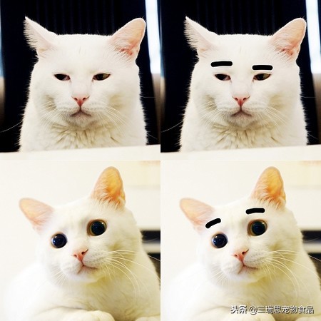 盘点那些萌猫,最萌猫十大排名