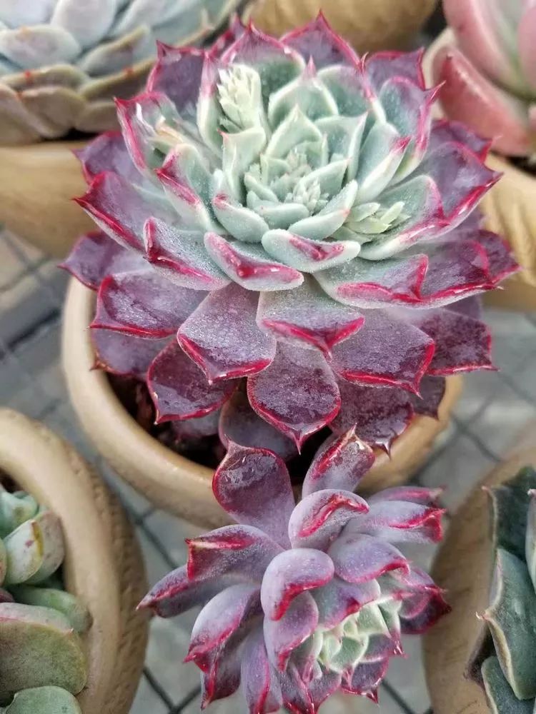 爱机车,爱多肉,宝妈花姐的诗和远方