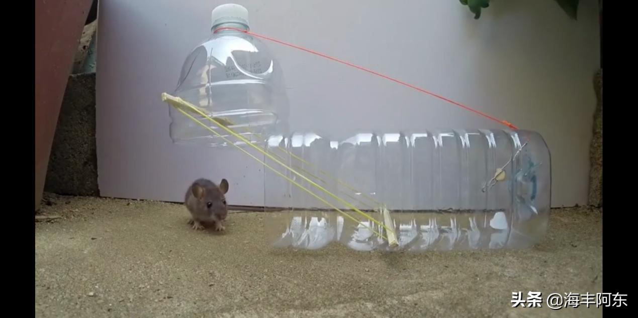 用酒瓶捕捉老鼠视频,捉老鼠妙招大矿泉水瓶